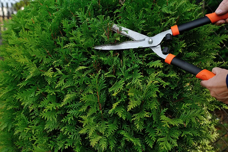 Bush trimming benefits the overall health of plants and aesthetics of a landscape.